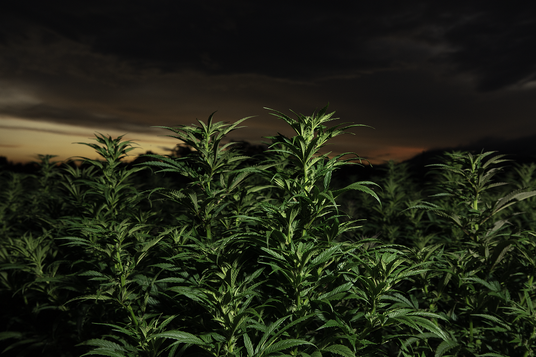 NatuEra & BCR complete first import of cannabis-derived THC from Colombia into the UU.EE